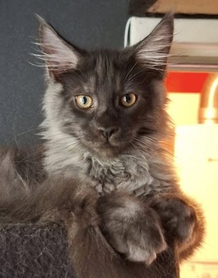 CHAT FOU
